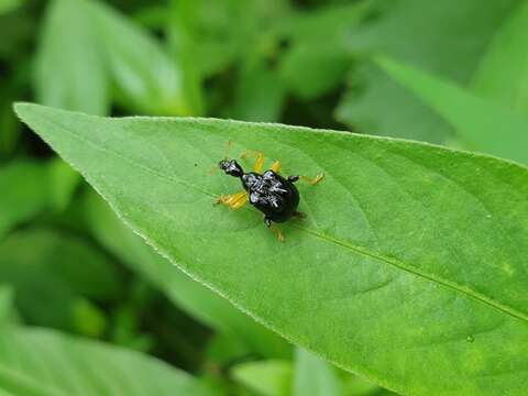 Image of Phymatapoderus