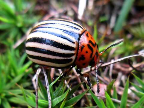 Image of Colorado potato beetle