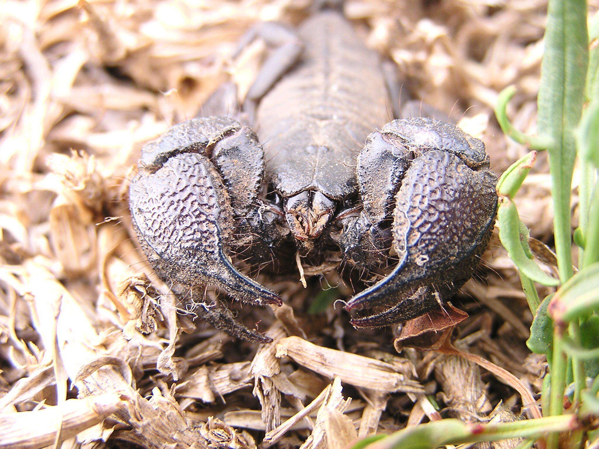 Image of Cheloctonus intermedius Hewitt 1912