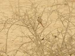 Image of Asian Desert Warbler