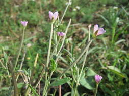 Image of american willowherb