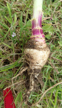 Plancia ëd Brassica napus subsp. rapifera Metzg. ex Sinskaya