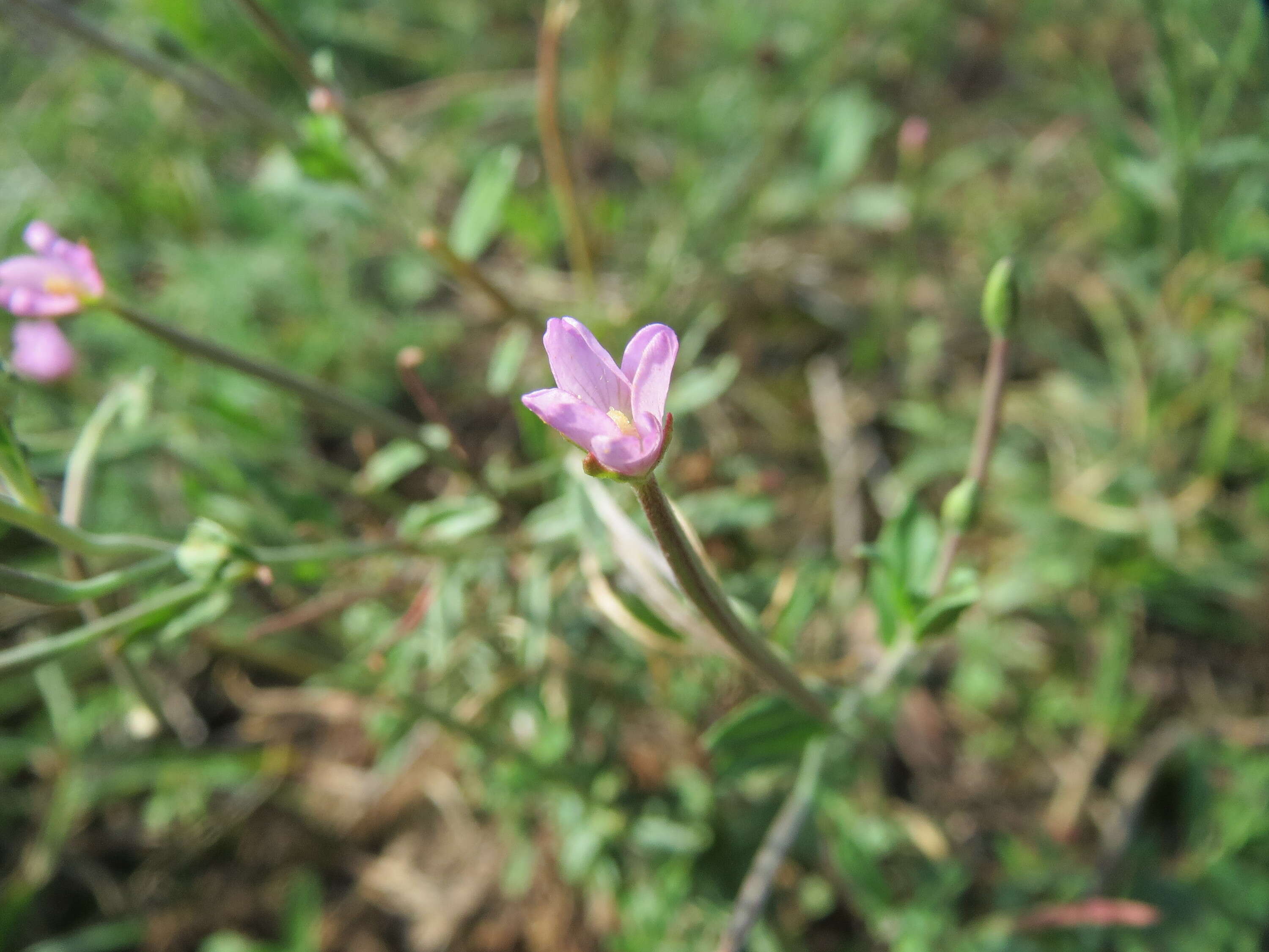 Image of american willowherb