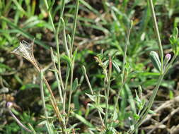 Image of american willowherb