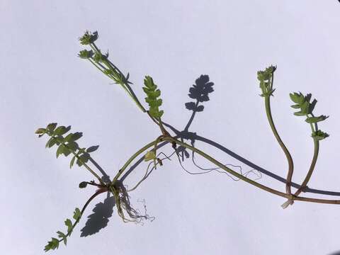 Image of Creeping marshwort