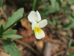 Слика од Viola arvensis Murray