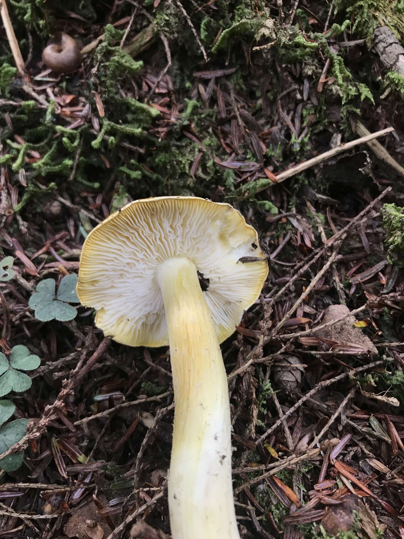 Image of Tricholoma subluteum Peck 1904