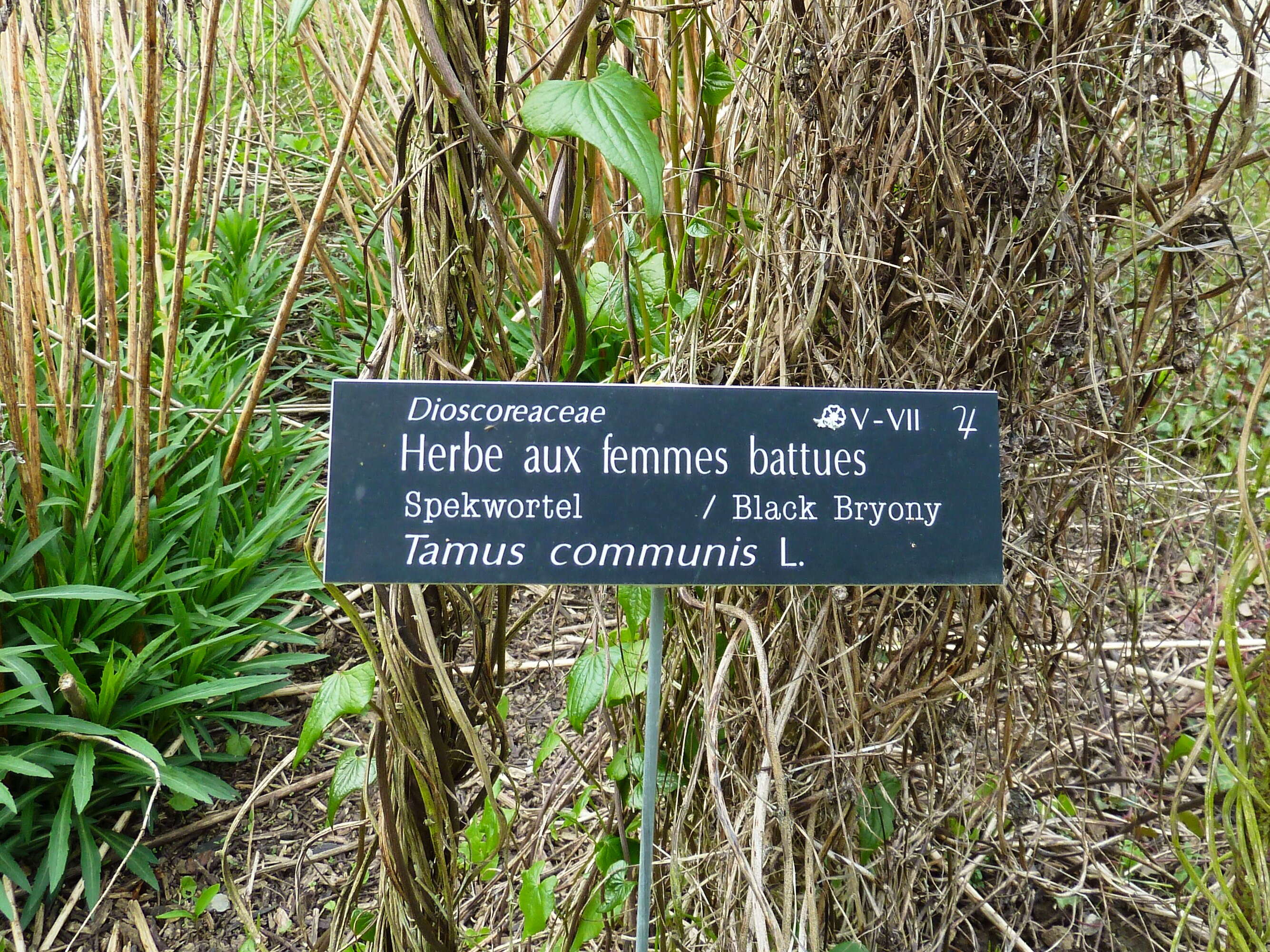 Image of Dioscorea communis (L.) Caddick & Wilkin