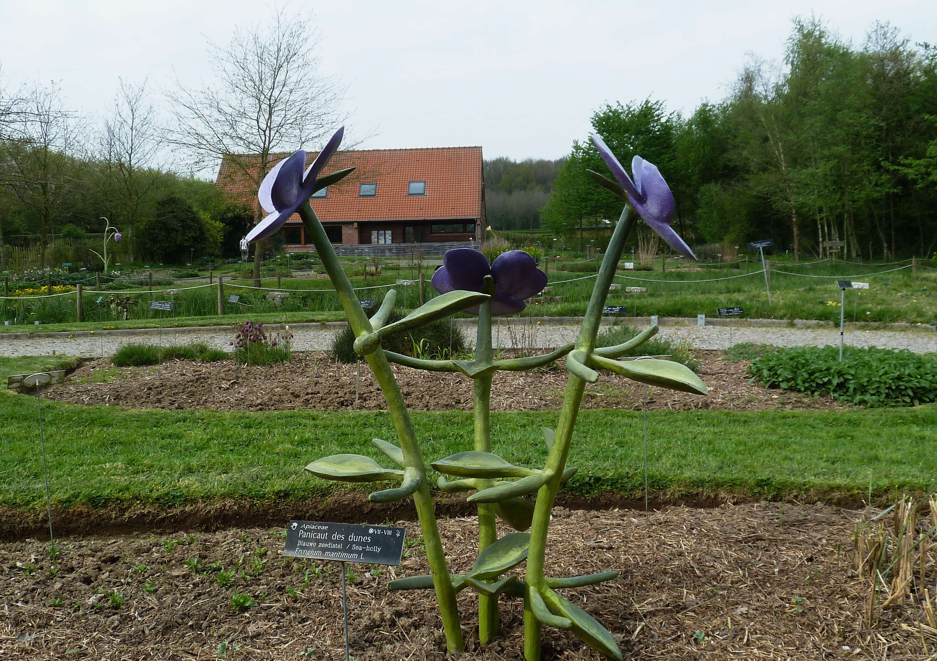 Image de Panicaut de mer