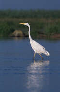 Image of Great Egret