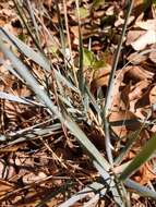 Image of Western-Wheat Grass