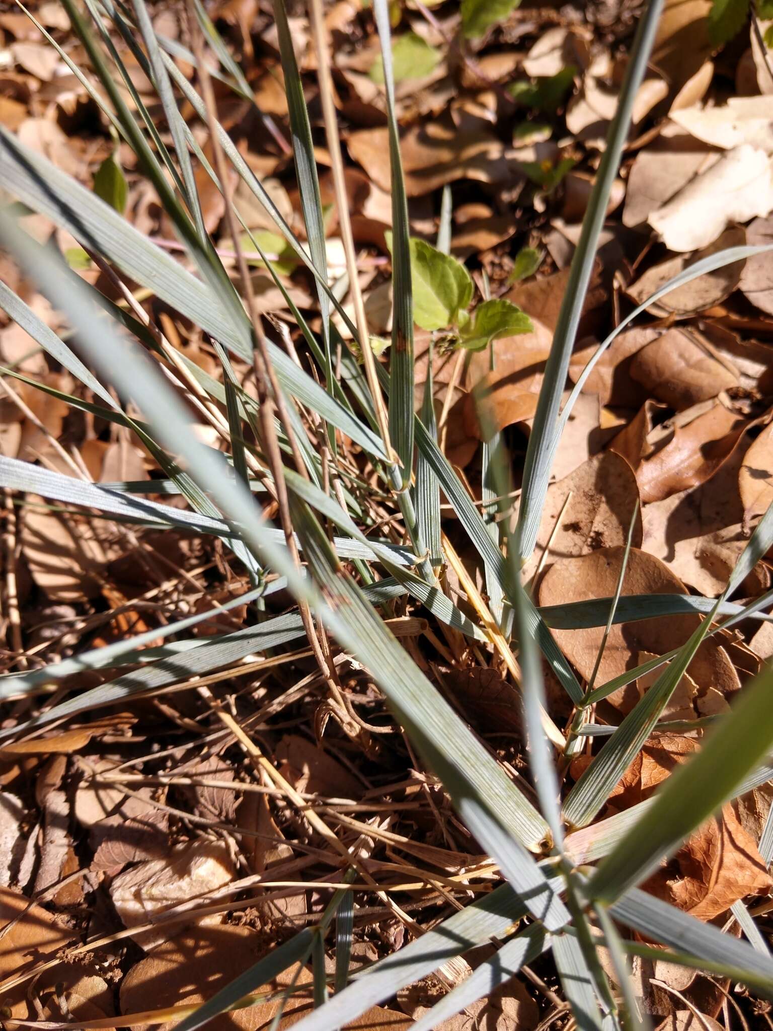 Elymus smithii (Rydb.) Gould的圖片