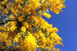 Image of cootamundra wattle