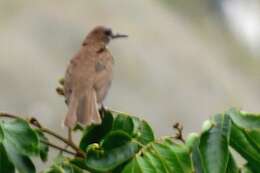 Image of Maranon Thrush