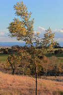 Image of cootamundra wattle