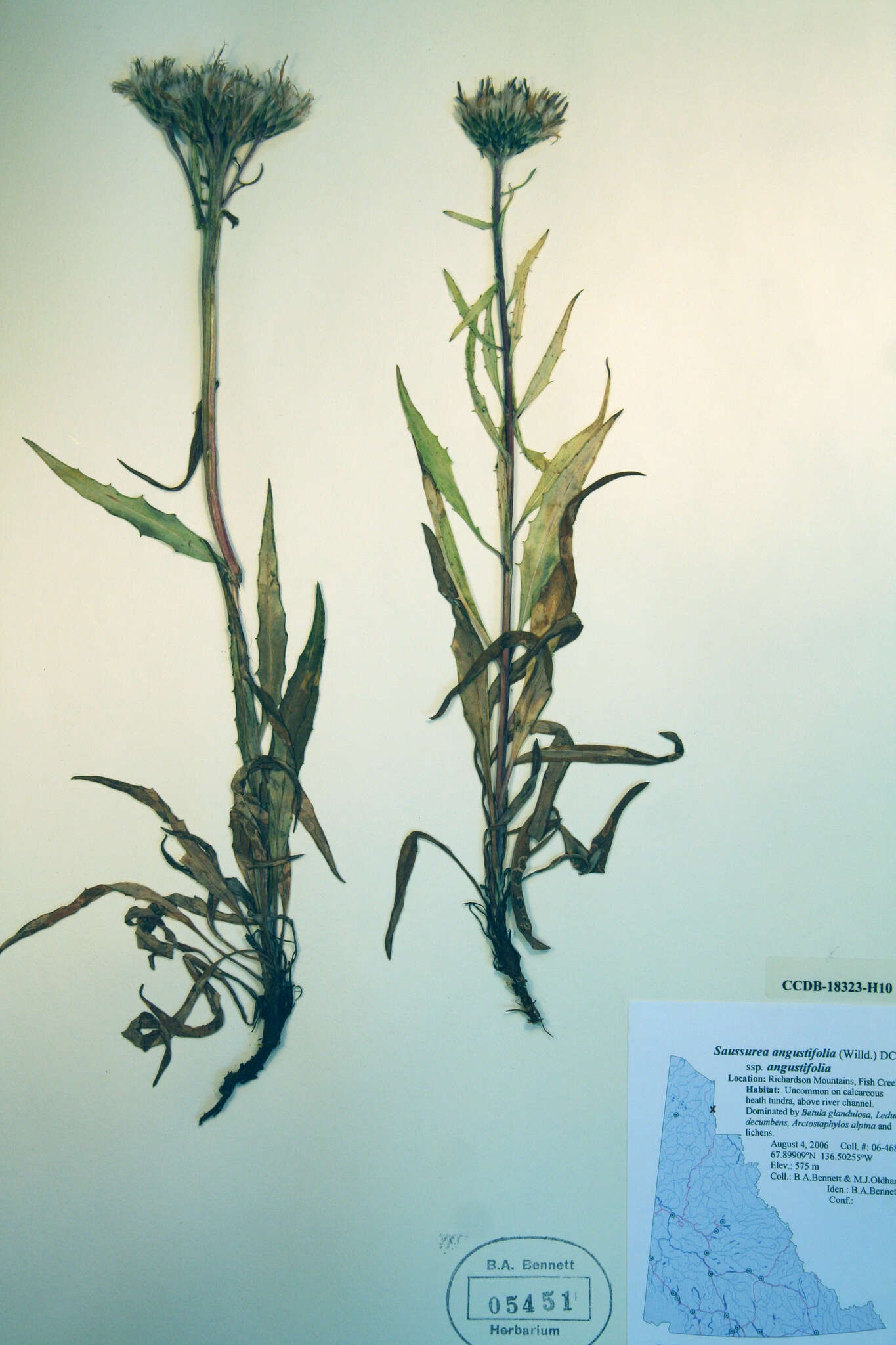 Image of <i>Saussurea <i>angustifolia</i></i> var. angustifolia