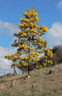 Image of cootamundra wattle