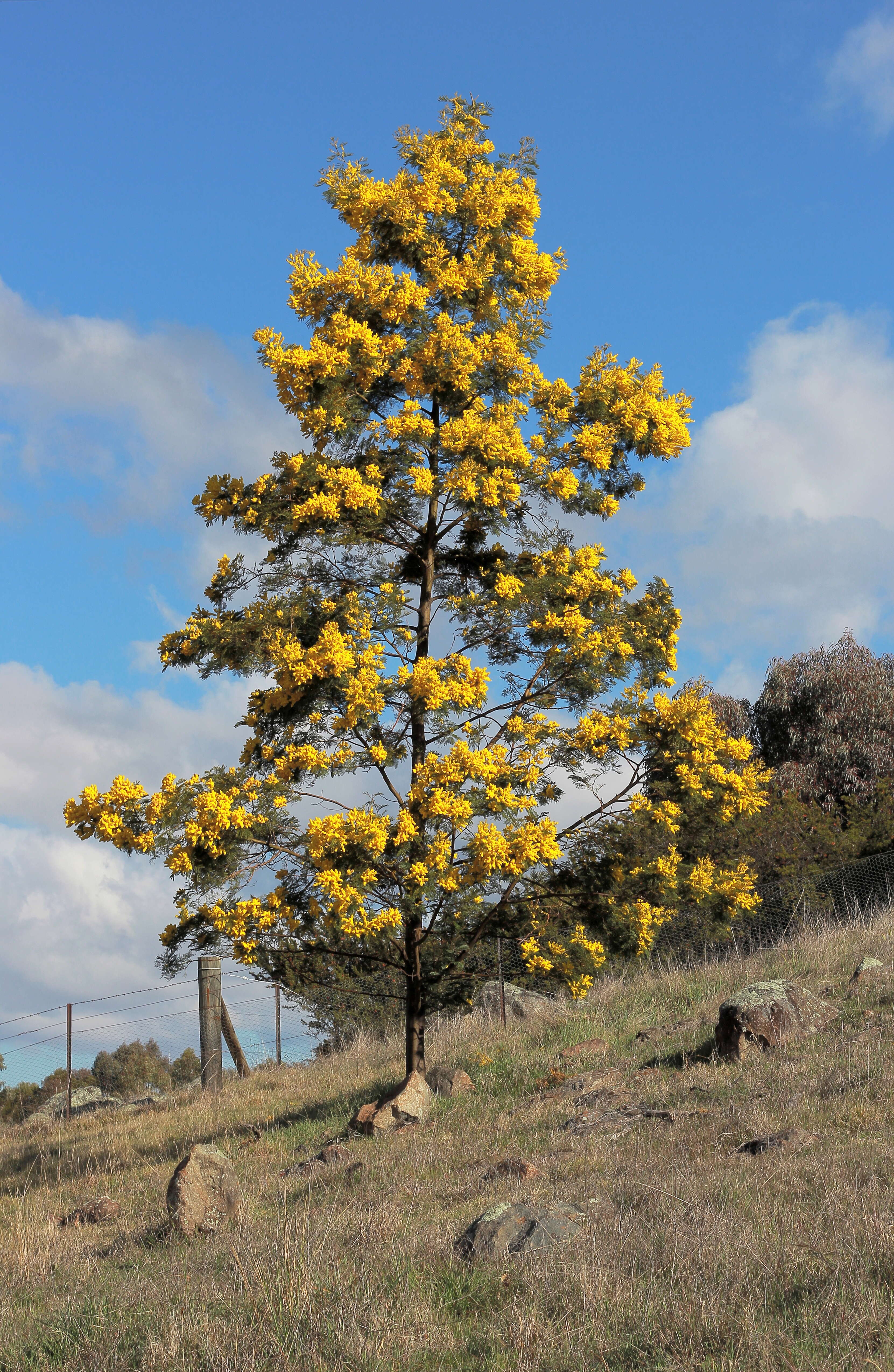 Image of cootamundra wattle