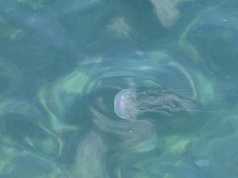 Image of Purplestriped jellyfishes