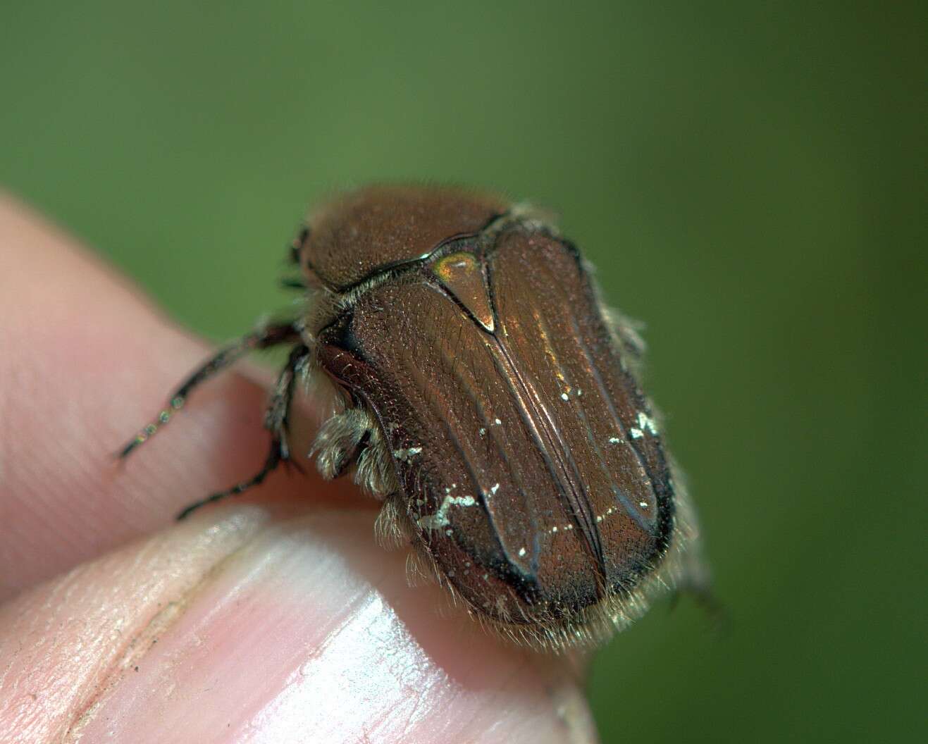 Image de Cetonia (Eucetonia) magnifica Ballion 1870