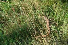 Image of Sand Lizard