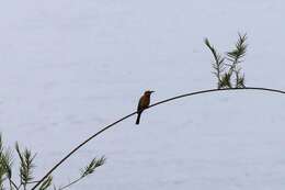 Image of White-fronted Bee-eater