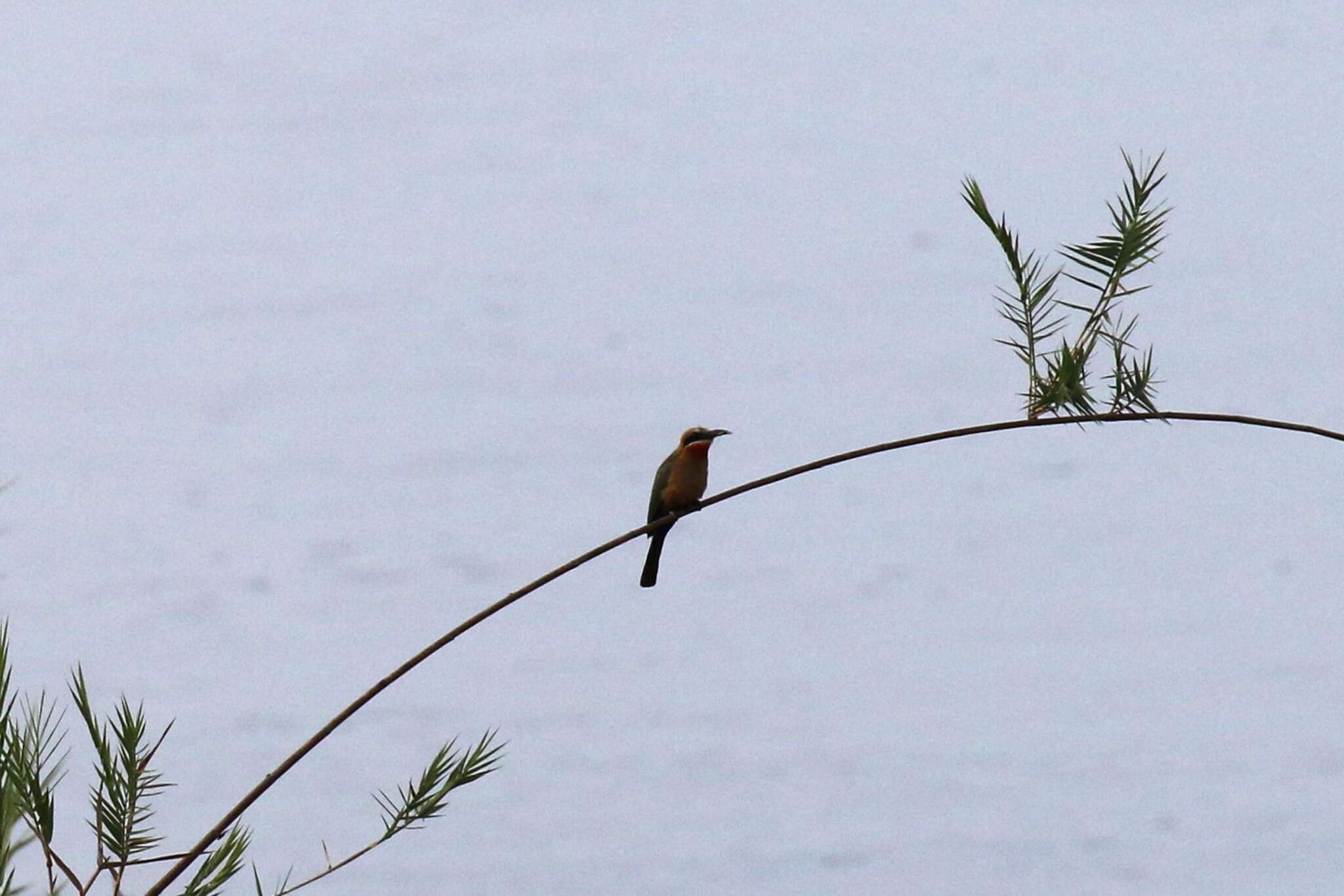 Image of White-fronted Bee-eater