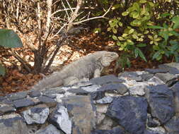 Image of Cayman Islands Ground Iguana