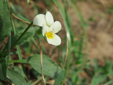 Слика од Viola arvensis Murray