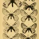 Слика од Parnassius simonius Staudinger 1889
