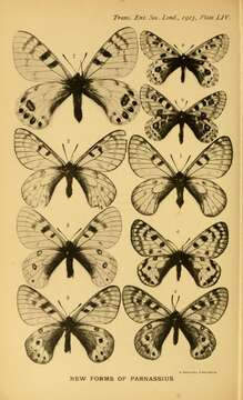 Слика од Parnassius simonius Staudinger 1889