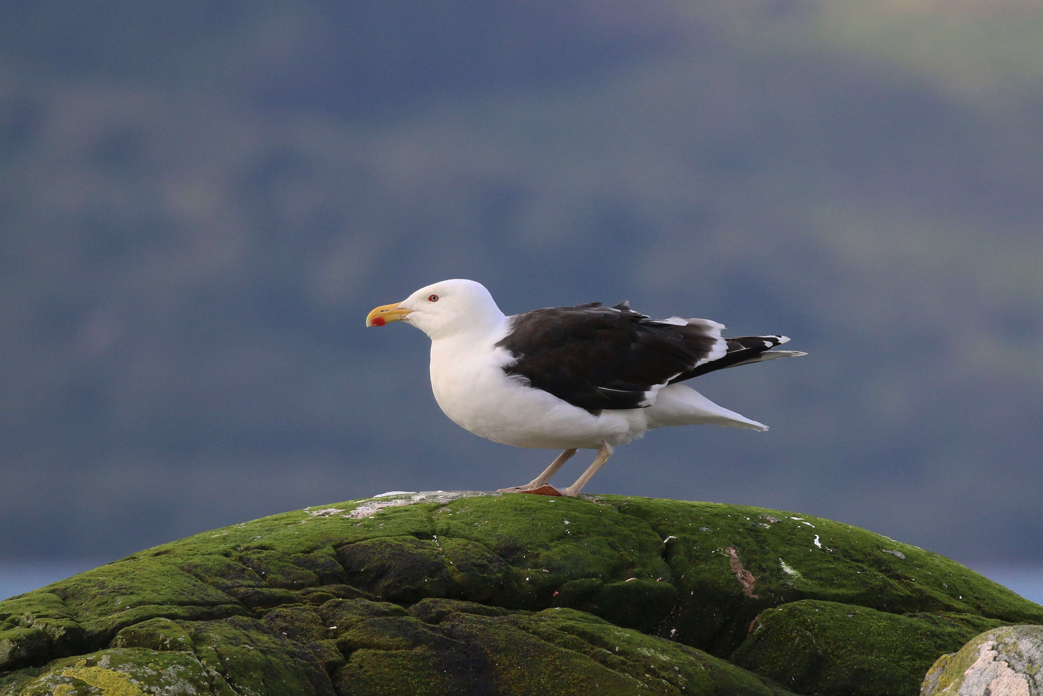 Image of Great Black-backed Gull