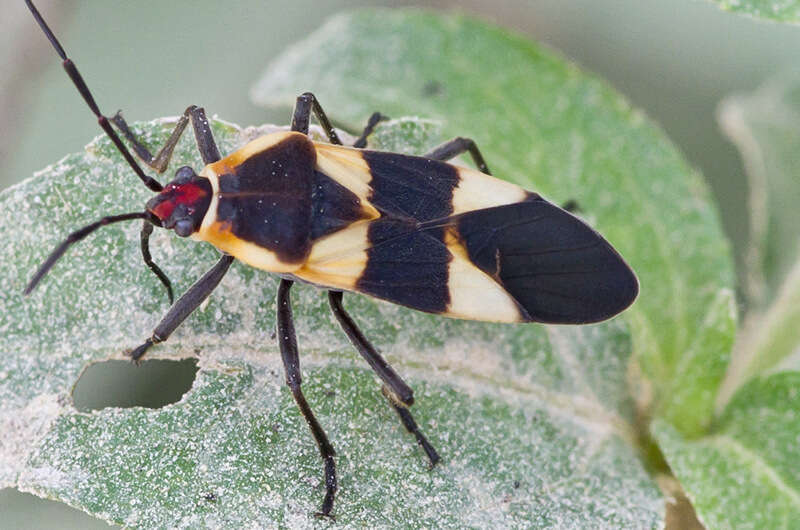 Image of Oncopeltus (Erythrischius) sandarachatus (Say & T. 1831)