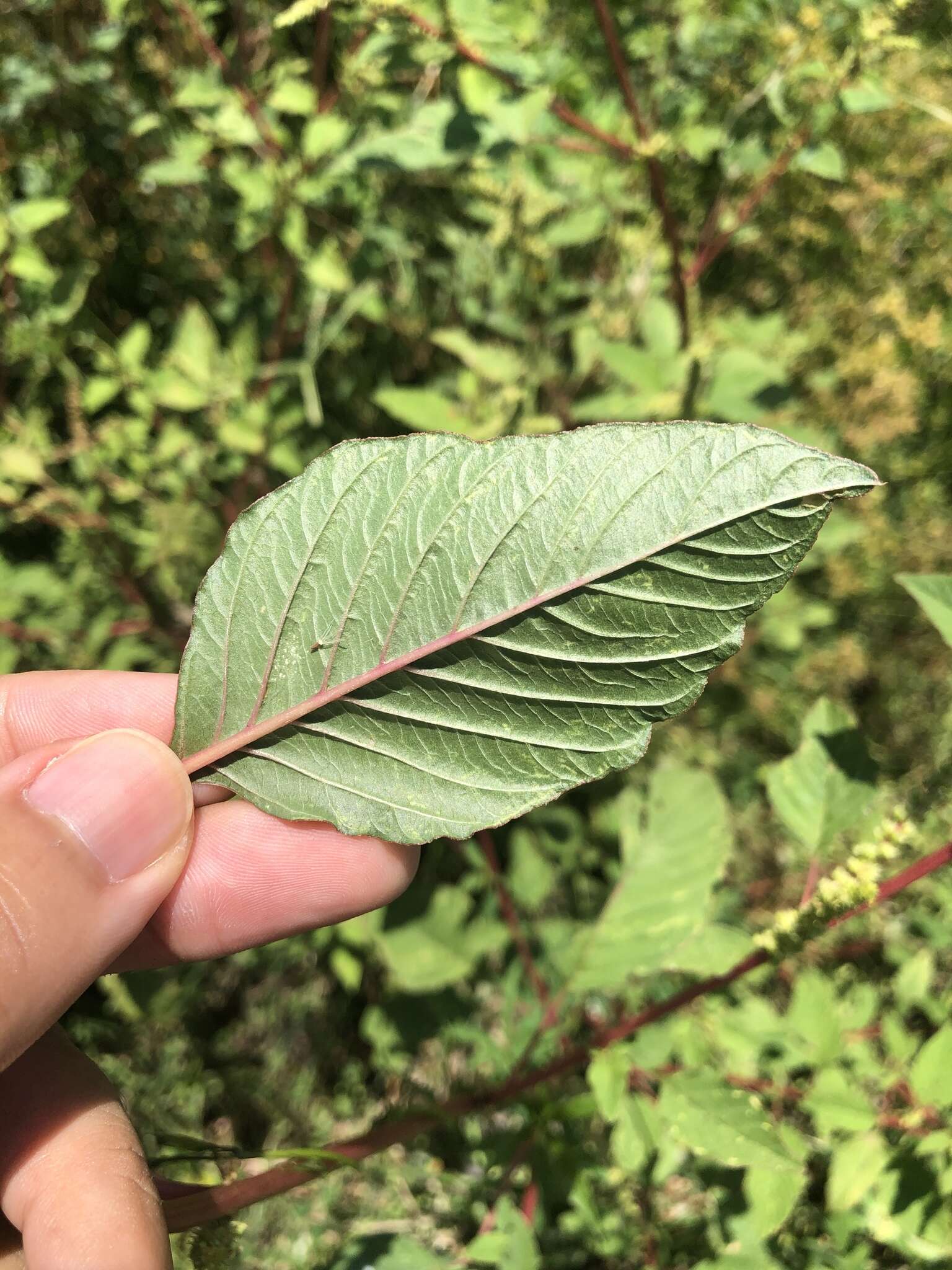 Amaranthus dubius Mart. resmi