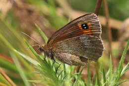 Image of scotch argus