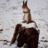 Image de Sciurus subgen. Sciurus Linnaeus 1758