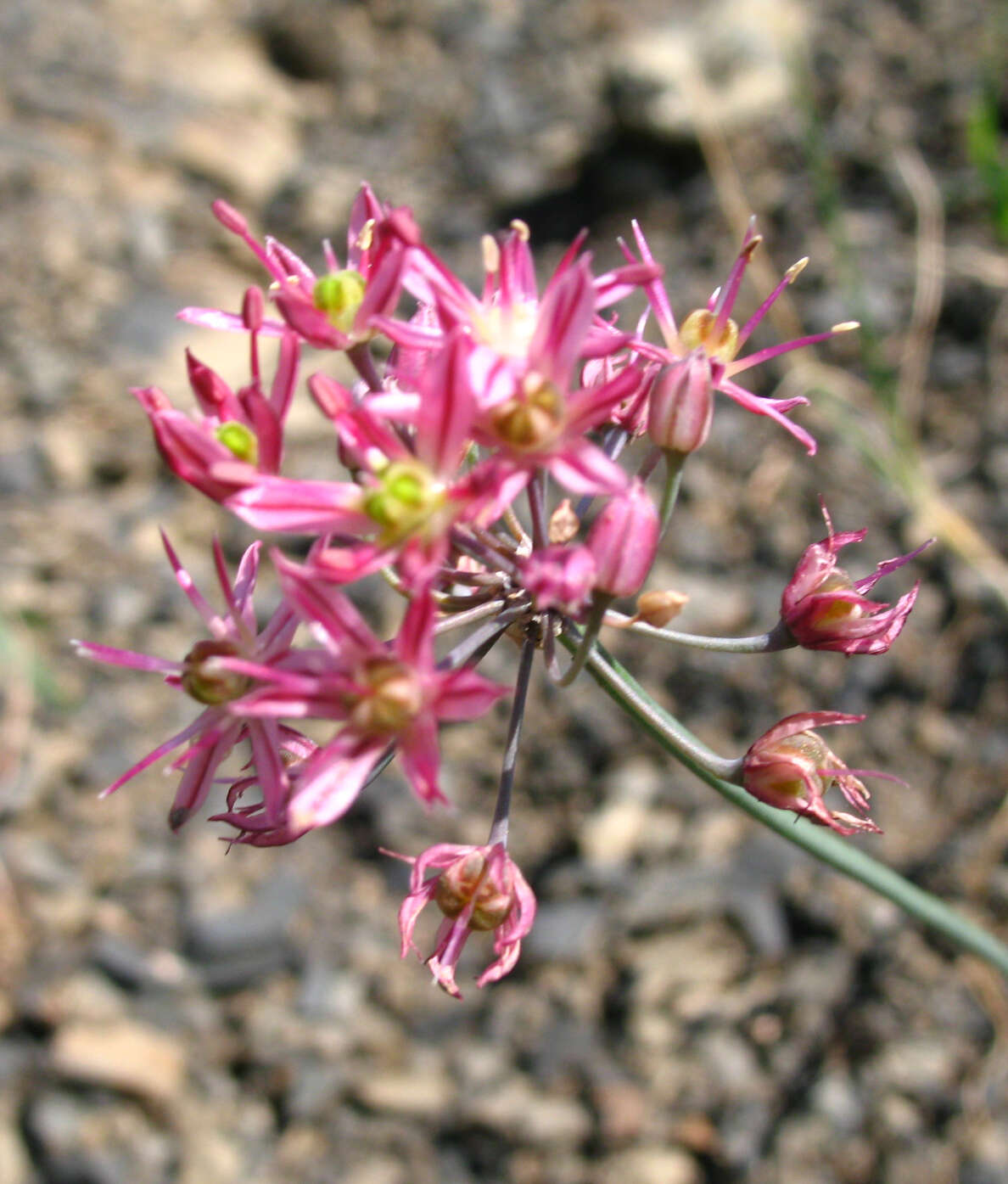 Image of Allium samurense Tscholok.