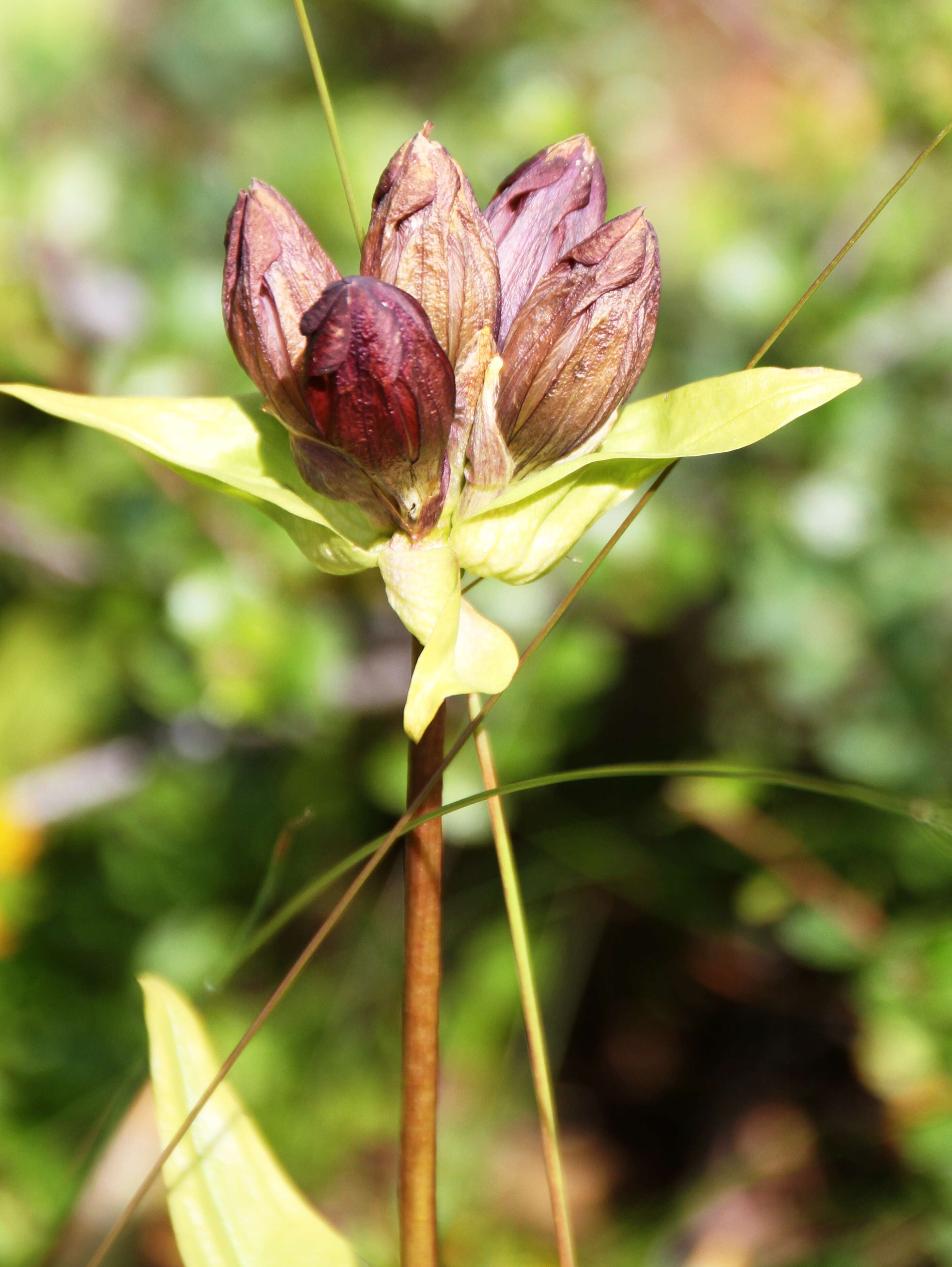 Image de Gentiane Pourpre