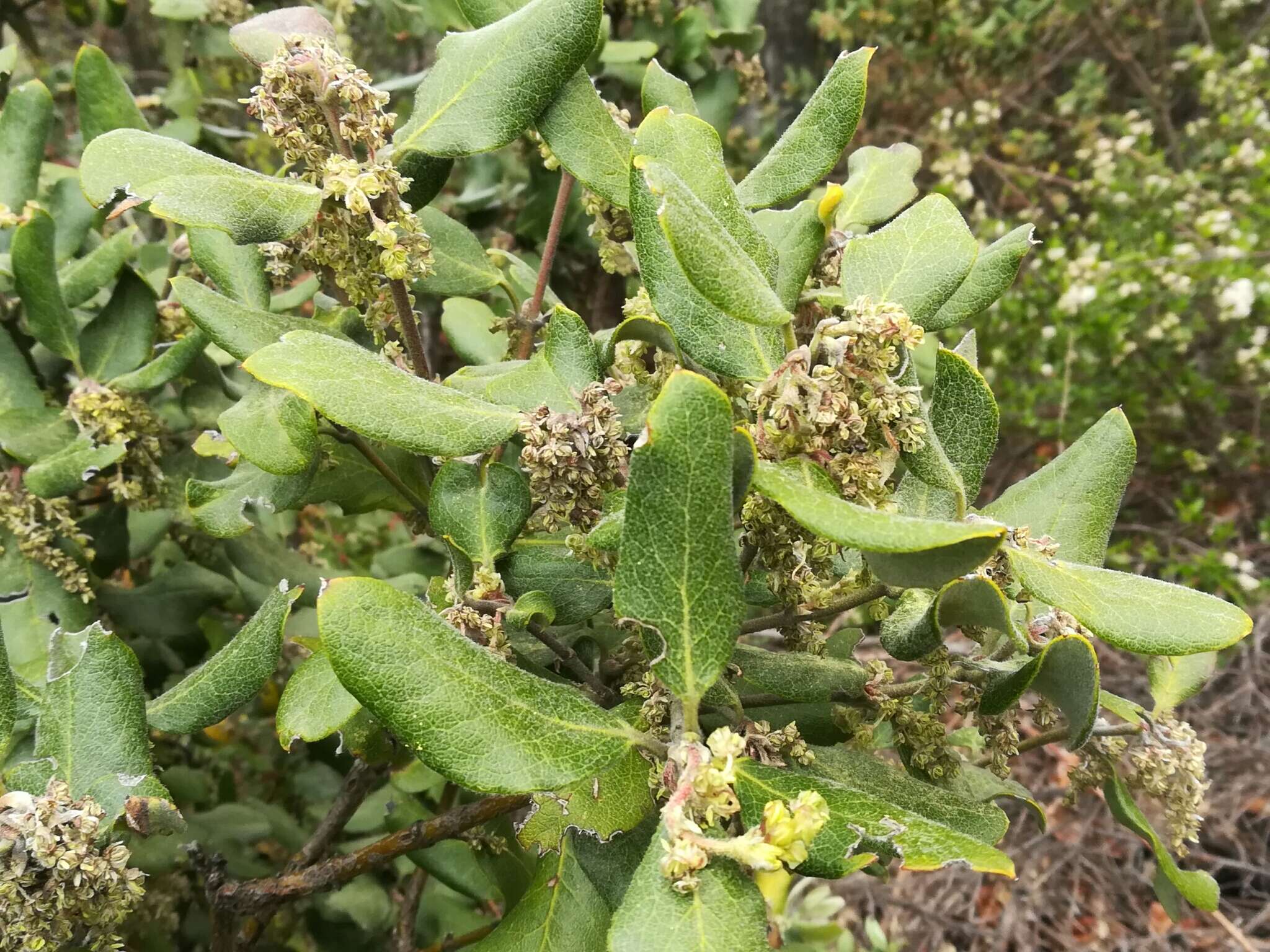 Image of eggleaf silktassel