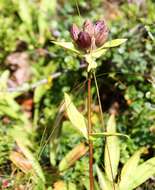 Image of Gentiana purpurea L.