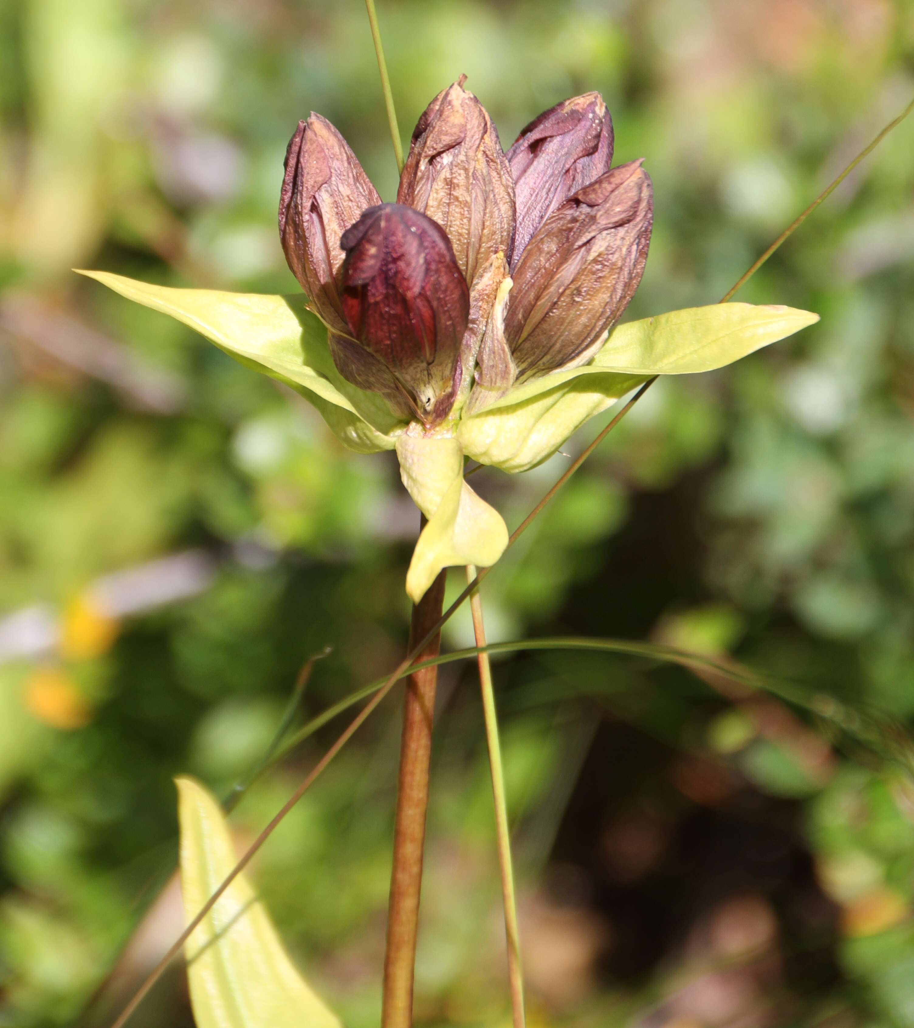 Image de Gentiane Pourpre