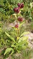 Image of Gentiana purpurea L.