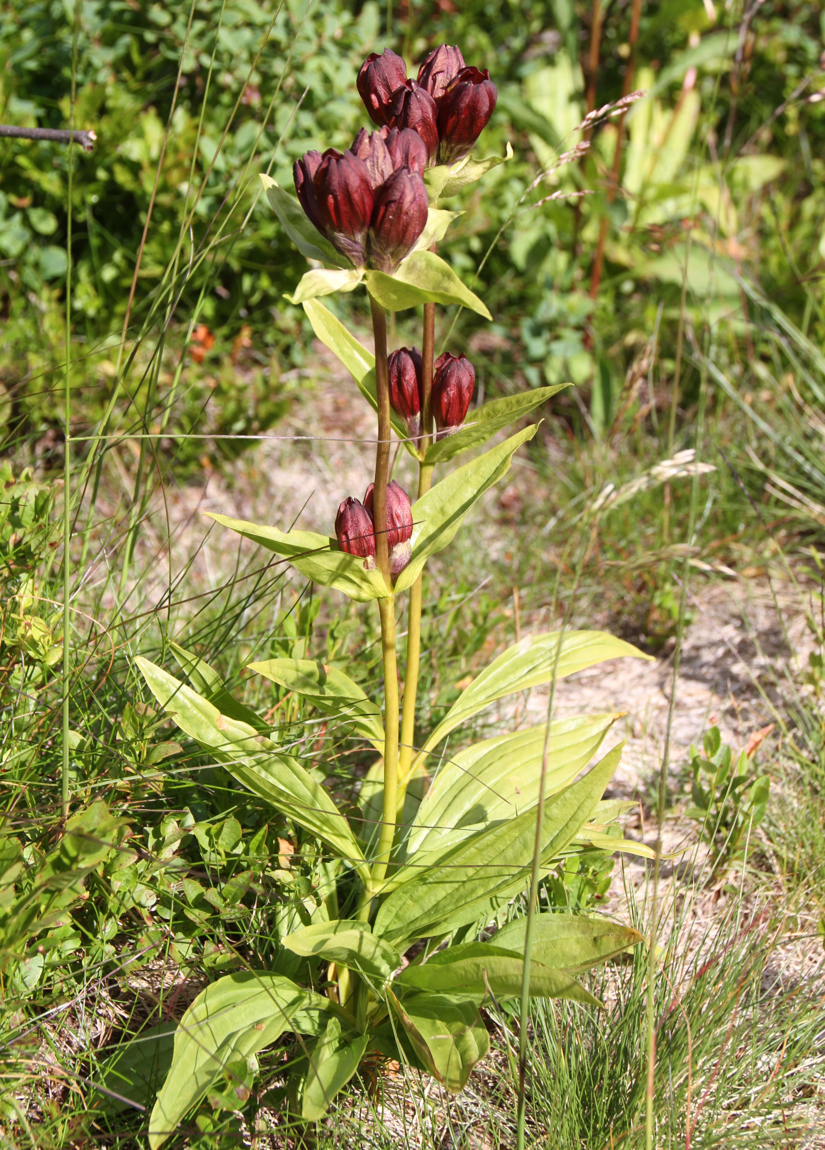 Image of Gentiana purpurea L.