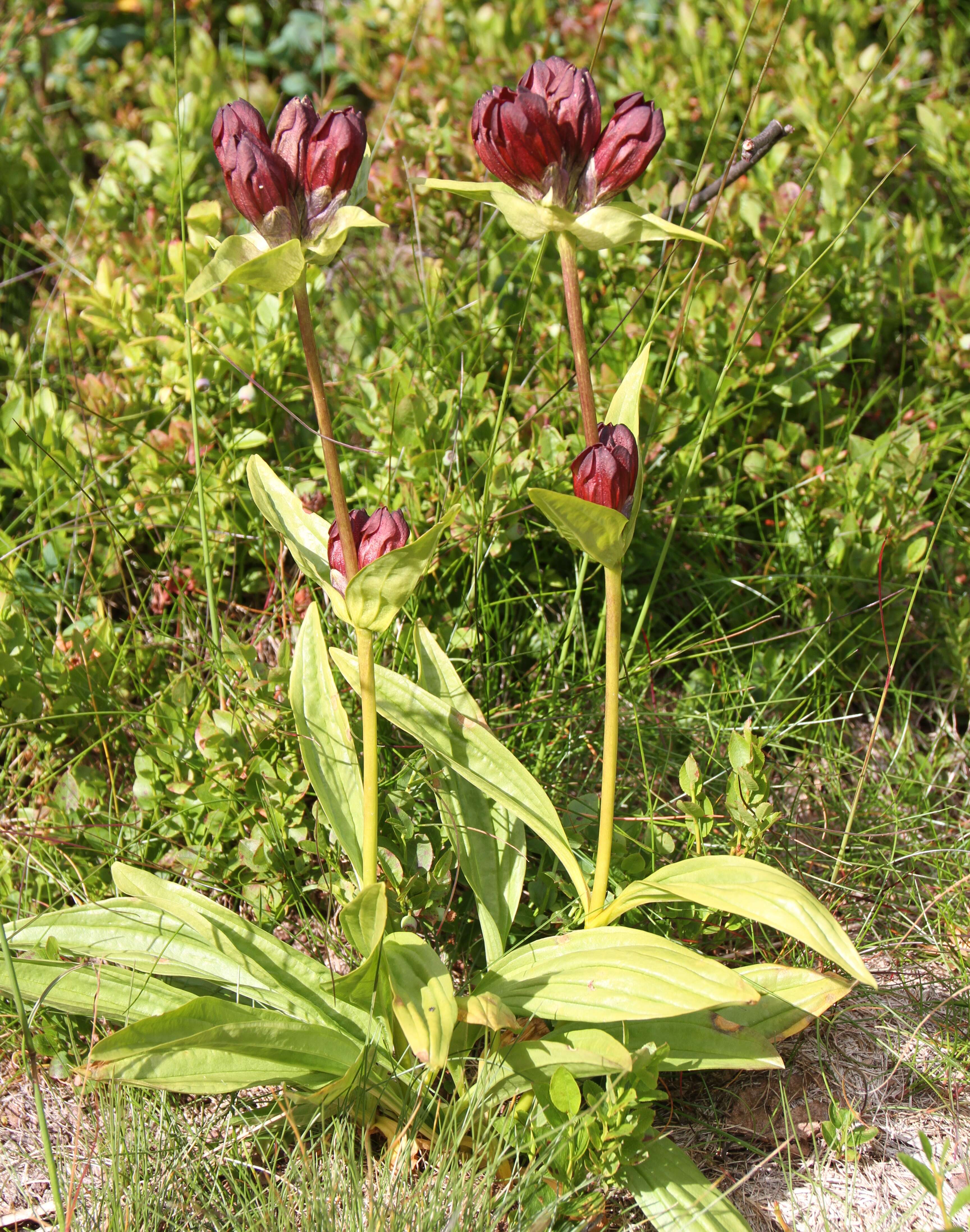 Image de Gentiane Pourpre