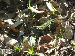 Image of Podarcis muralis nigriventris Bonaparte 1838