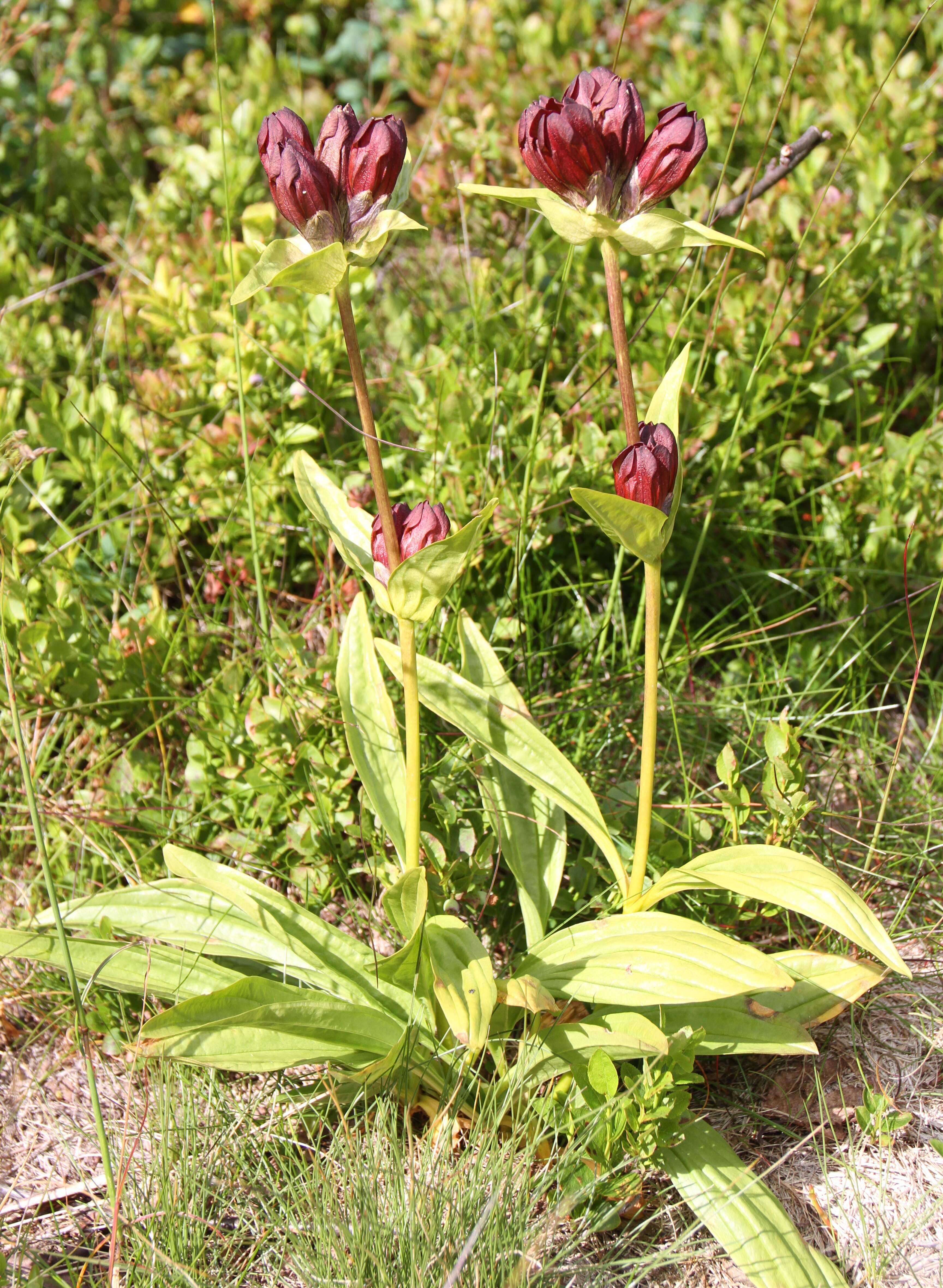 Image of Gentiana purpurea L.