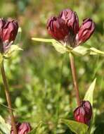 Image de Gentiane Pourpre