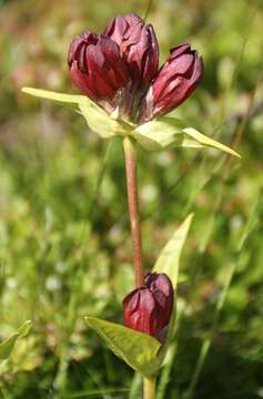 Image de Gentiane Pourpre