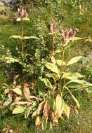 Image of Gentiana purpurea L.