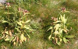 Image of Gentiana purpurea L.